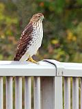 Hawk On A Railing_29712